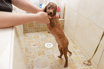 Chocolate toy poodle in the bathroom