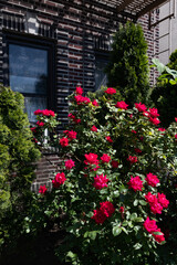 Fototapeta na wymiar Beautiful Red Rose Bush during Spring in a Residential Garden in Astoria Queens New York
