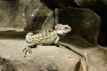 A Lizard Sits In A Cave On The Stones And Stares Intently At The Camera