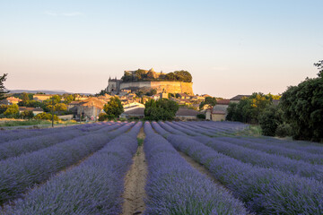 Grignan castle on a backdrop of lavender fields in Provence