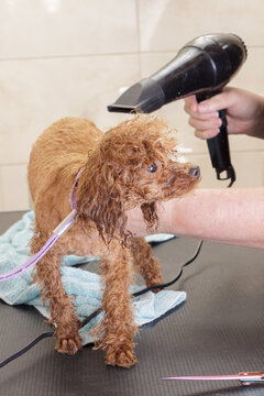 Chocolate Toy Poodle With Hairdryer