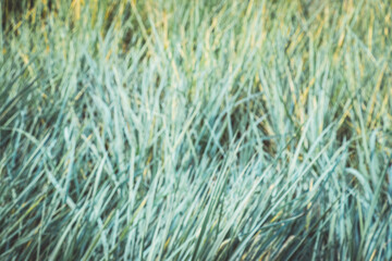 Turquoise color grass. Background. Nature background. Background for spring and summertime.