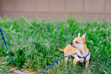 Obraz na płótnie Canvas chihuahua on a walk. Dog on a leash. decorative dog
