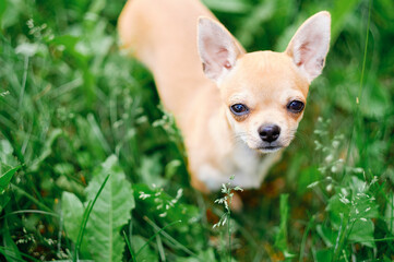 chihuahua in grass. dog looking frame. decorative dog