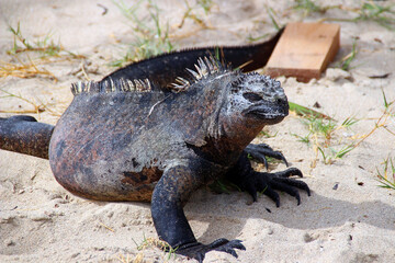 Riesenechsen Waran Varanus auf den Galapagos Inseln