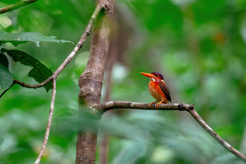 Sulawesi dwarf kingfisher in Tangkoko Batuangus National Reserve