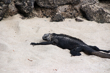 Riesenechsen Waran Varanus auf den Galapagos Inseln