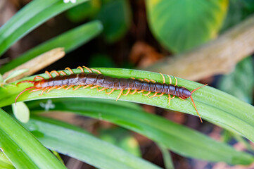 Centipedes are poisonous animals with many legs.