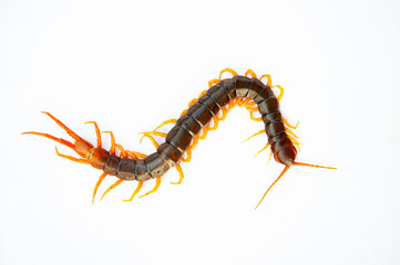 Centipedes are poisonous animals with many legs.