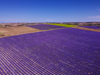 Lavender field landscape drone shot with magenta colors against blue sky. Aerial top day view of blooming Lavandula flowers with violet bushes at an agricultural terrain in Chalkidiki, Greece.