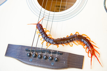 Centipedes are poisonous animals with many legs.