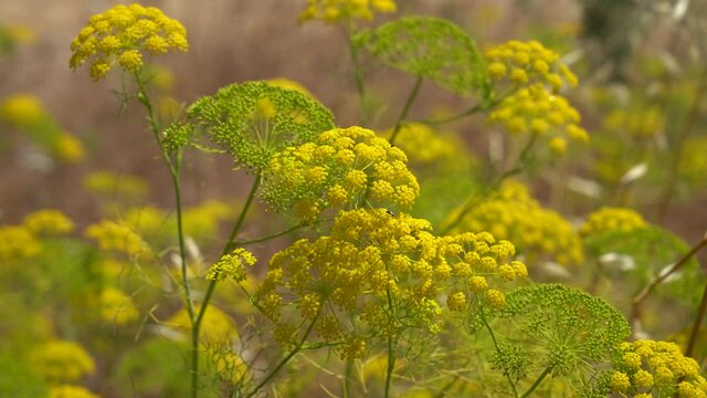 Yellow wild flowers in Galilee, Israel