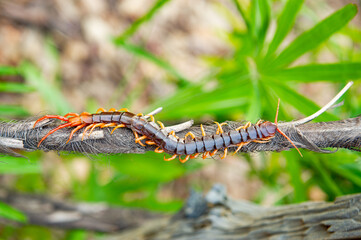 Centipede is a poisonous animal with many legs that can bite and release poison to enemies.