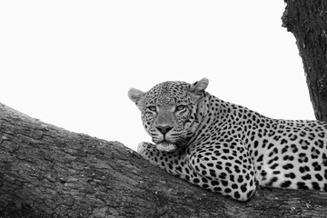 Leopard in a tree in monchrome
