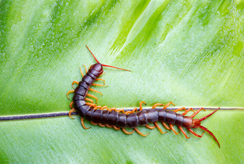 Centipede is a poisonous animal with many legs that can bite and release poison to enemies.