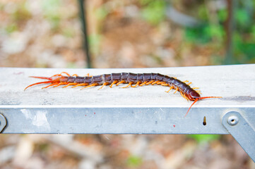 Centipede is a poisonous animal with many legs that can bite and release poison to enemies.