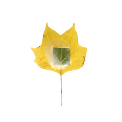 Yellow leaf on a white background. Creative idea.