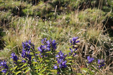 Fioletowe kwiaty na łące © Sebastian Gacki