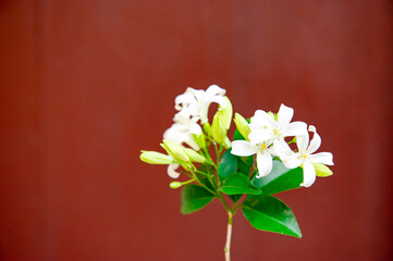 
Beautiful and fragrant white flowers