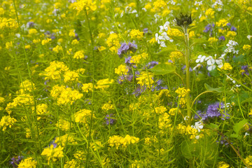 Blumenwiese 