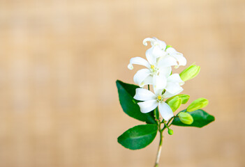 
Beautiful and fragrant white flowers