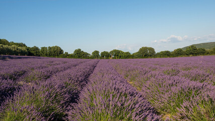 Fototapeta na wymiar lavender fields at the end of the day in Provence