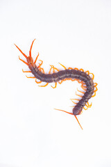 Centipede is a poisonous animal with many legs that can bite and release poison to enemies.