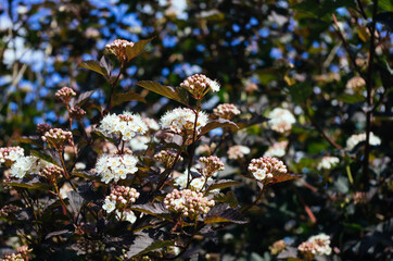 white flowers in the garden