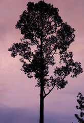 Fototapeta na wymiar tree silhouette in the mountain
