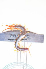 Centipede is a poisonous animal with many legs that can bite and release poison to enemies.