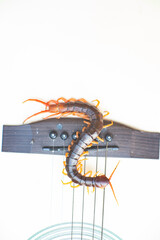 Centipede is a poisonous animal with many legs that can bite and release poison to enemies.