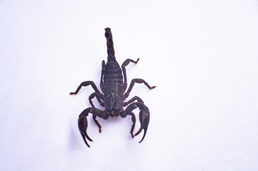 Black scorpions are poisonous animals.