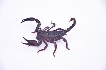 Black scorpions are poisonous animals.