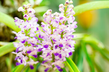 Purple and white orchid, fresh and beautiful