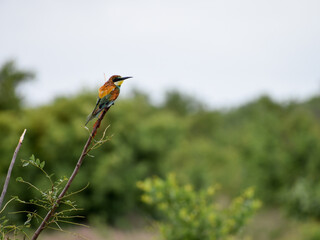 Bird in Kruger National Park, South Africa.