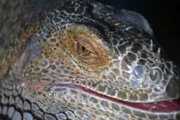 Close up of a head of a lizard