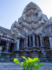 Leafs of Hope in Ancient Angkor Watt Temple