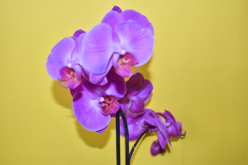 Fioletowe kwiaty storczyka w zbliżeniu. © Krzysztof Głowacki