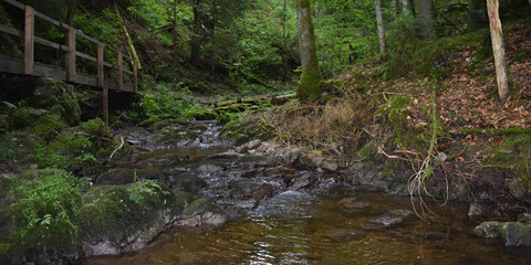 Fototapeta na wymiar stream in the woods