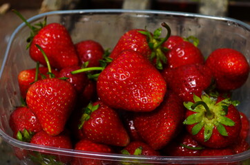 Harvesting of fresh ripe big red strawberry fruit in Dutch greenhouse