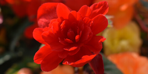 red and yellow flower