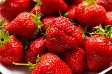 Harvesting of fresh ripe big red strawberry fruit in Dutch greenhouse