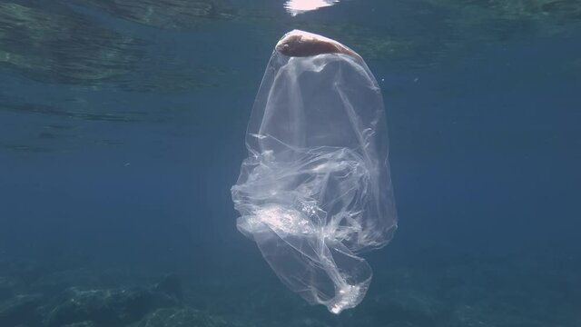 Plastic pollution, Pufferfish died hitting trapped in plastic bag. Discarded transparent plastic bag floats with dead fish inside under surface in the blue water. Underwater shot, Mediterranean Sea 