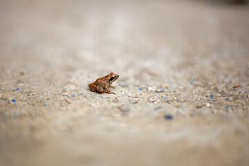 Italian stream frog (Rana italica)