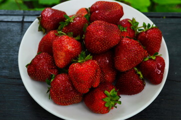 Harvesting of fresh ripe big red strawberry fruit in Dutch greenhouse