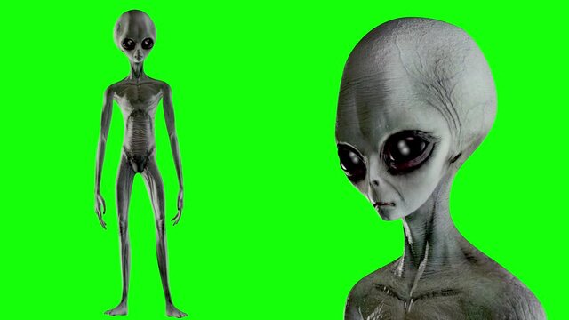 Scary gray alien stands and looks blinking on a green screen. UFO futuristic concept. 3D rendering.