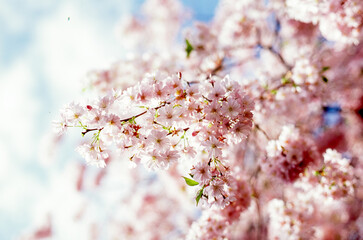 Kirschbl&uuml;ten (analog)