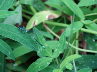 ant on a leaf