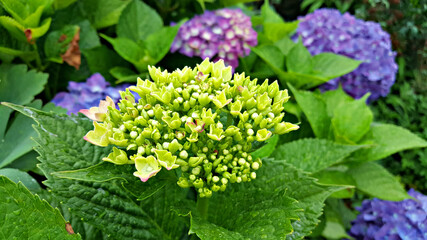 한국 제주도의 대표적인 꽃 수국 