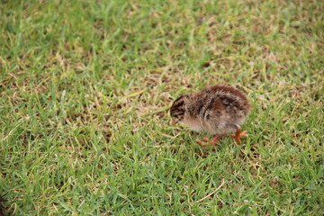 baby chick